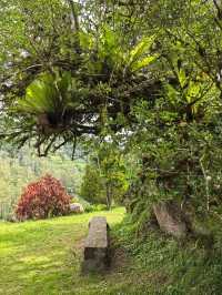 Cameron Highland, Pahang