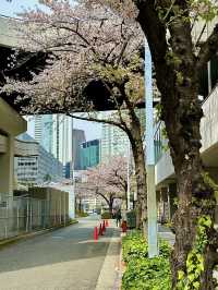 โอซาก้า🇯🇵