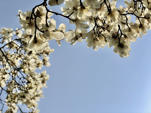 The beauty of Suwon 