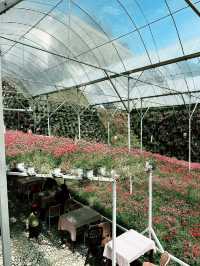 A Garden Above the Clouds: Cameron Highland Flora Park