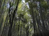 🍵 京都旅行 攻略ガイド｜伝統と感性が息づく街