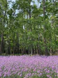 Forest Fun on the Cheap: My Visit to Gongqing Forest Park, Shanghai