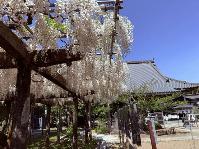 花開見佛-銚子妙福寺與來自京都的臥龍の藤