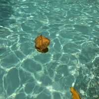 หมู่เกาะสิมิลัน (Similan Islands)