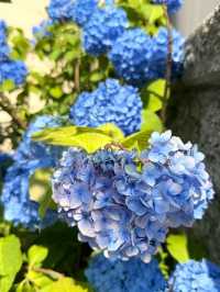 🏯✨ Kawagoe Summer Weekend Escape: "Little Edo" Time Travel