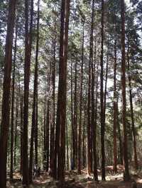 🌳부산에서 제일 아름다운 힐링 숲