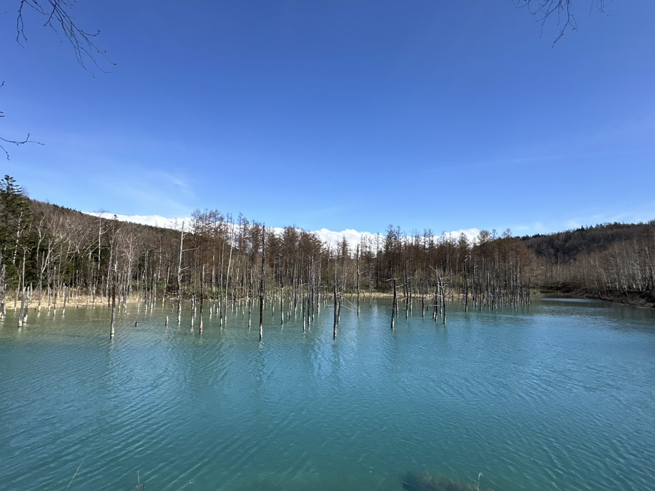 Shirogane Blue Pond (Aoiike) Tickets [2025] - Promos, Prices