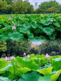 洪湖公園賞荷聽雨