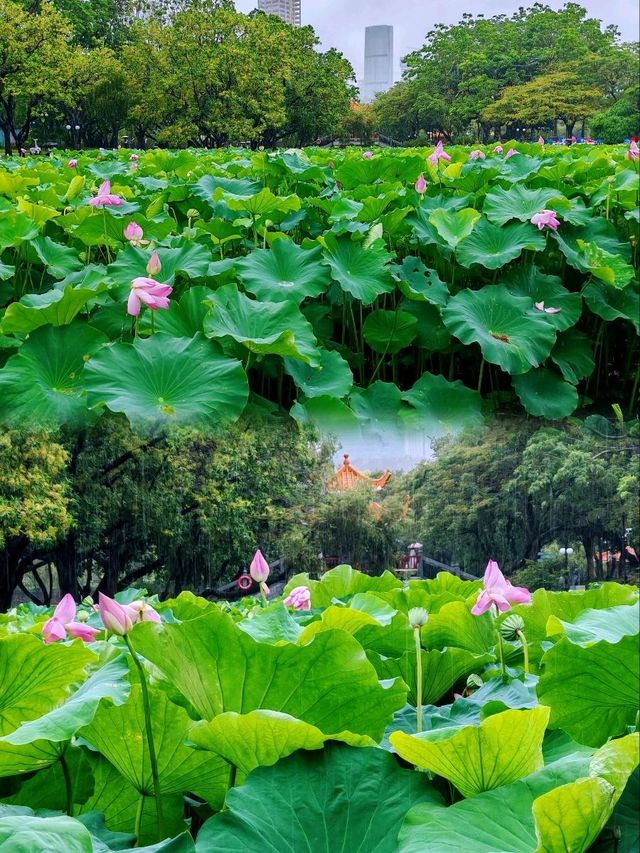 洪湖公園賞荷聽雨