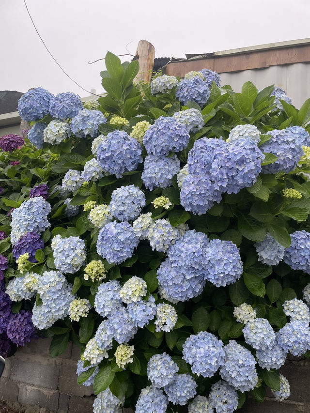 제주도 비오면 어떻게 놀지?🏝️