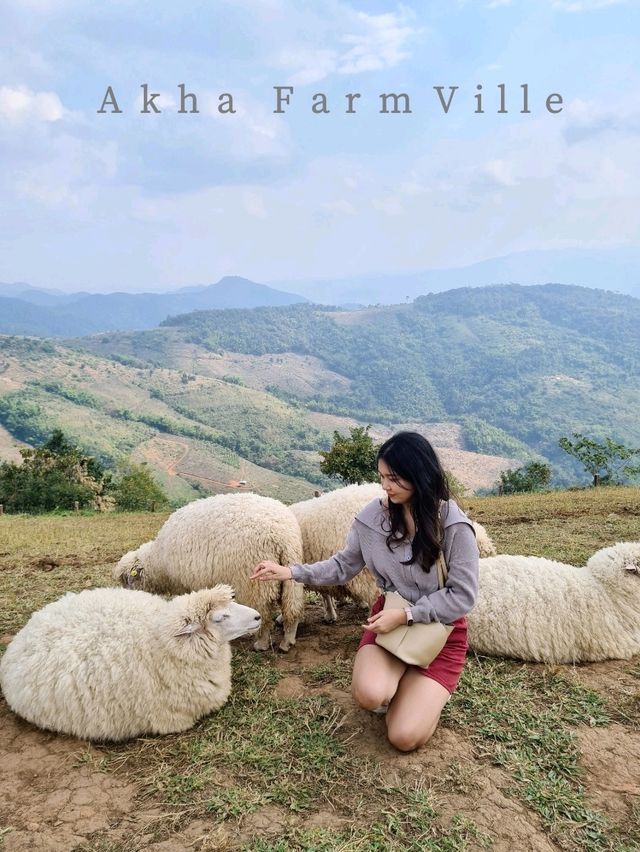 Akha FarmVille ฟาร์มแกะกลางขุนเขา แม่สรวย 