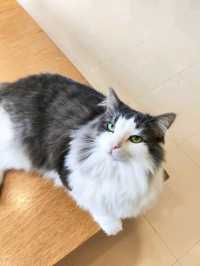 Harajuku Cat cafe that boosts your mood!
