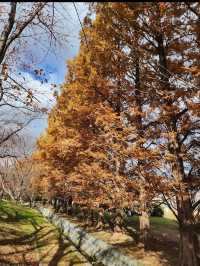 【緑のトンネルに癒される🌿石垣池公園のメタセコイア並木】