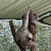📍Brisbane in a Day: Koalas, Art & River