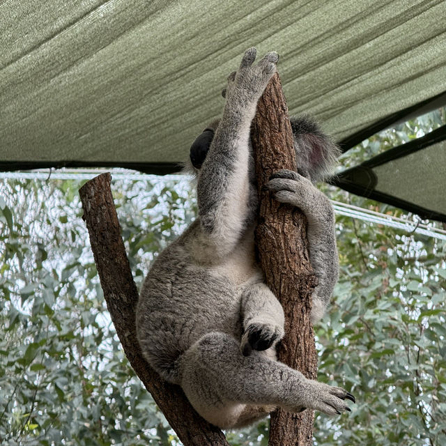📍Brisbane in a Day: Koalas, Art & River
