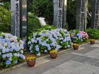 Hydrangea festival at Jangsaengpo Whale museum