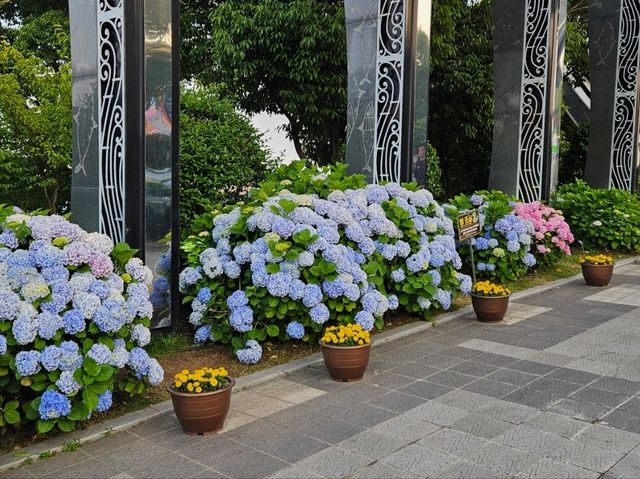 Hydrangea festival at Jangsaengpo Whale museum