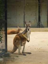 【神戸市立王子動物園】パンダもレトロ遊園地も！家族もカップルも楽しめる癒しスポット🐾🎡