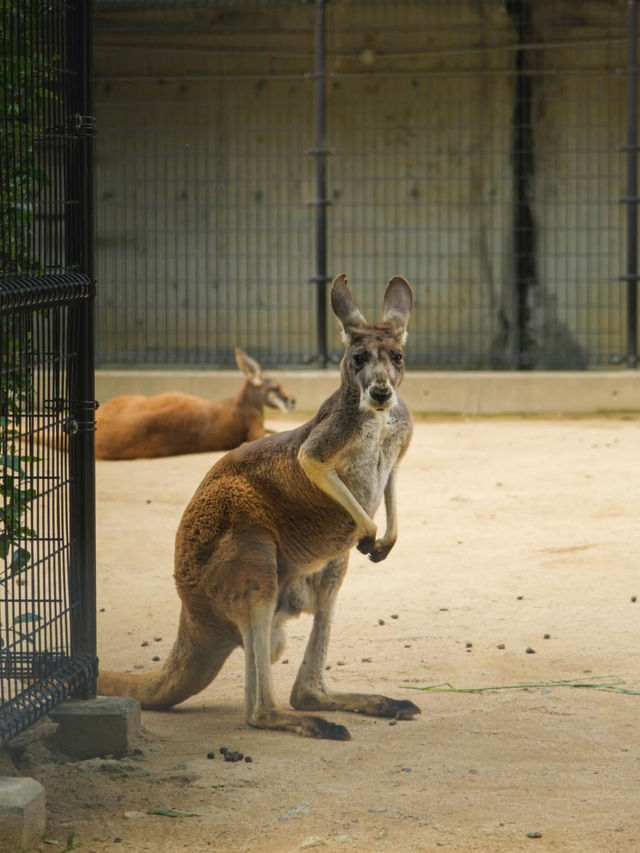 【神戸市立王子動物園】パンダもレトロ遊園地も！家族もカップルも楽しめる癒しスポット🐾🎡