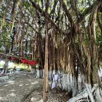 🌴 The Silent Witness: Hulishan’s Ancient Banyan Tree Whispers War & Peace!