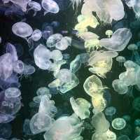 สถาบันวิทยาศาสตร์ทางทะเล มหาวิทยาลัยบูรพา 🐟🐠🐡🎏
