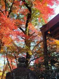 【紫式部も愛した絶景寺院🌸】石山寺で文学と自然の旅📖🍁