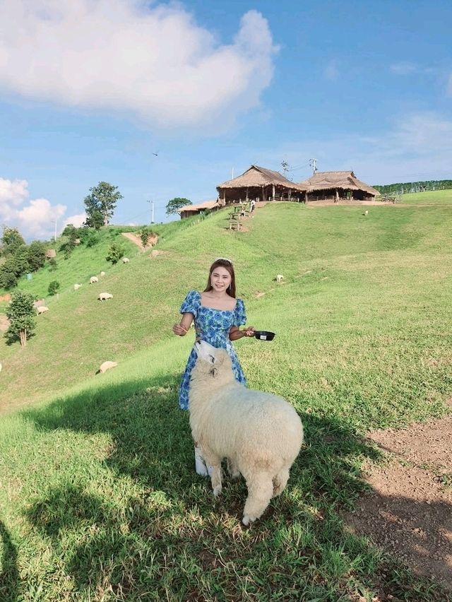 Akha FarmVille ดอยช้าง เชียงราย