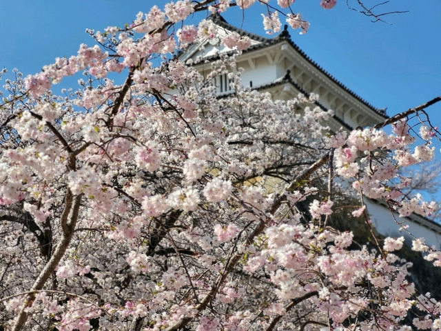 古城與櫻花的浪漫邂逅/姬路城/白鷺城