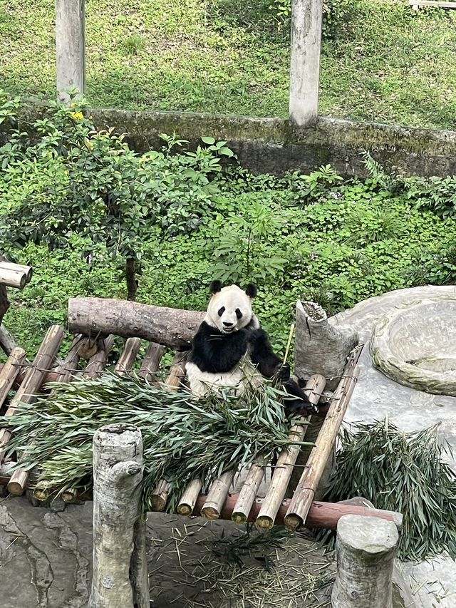 충칭 동물원으로 자이언트 판다 보러가기 