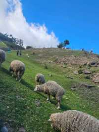 清境農場🐑🐎