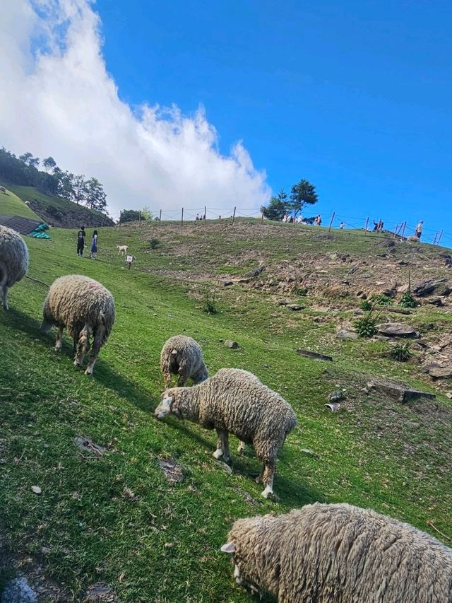 清境農場🐑🐎