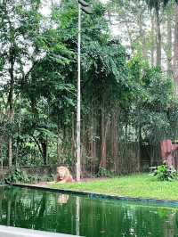 Explore the Wonders of Zoo Negara Malaysia – A Must-Visit This Summer with Kids!