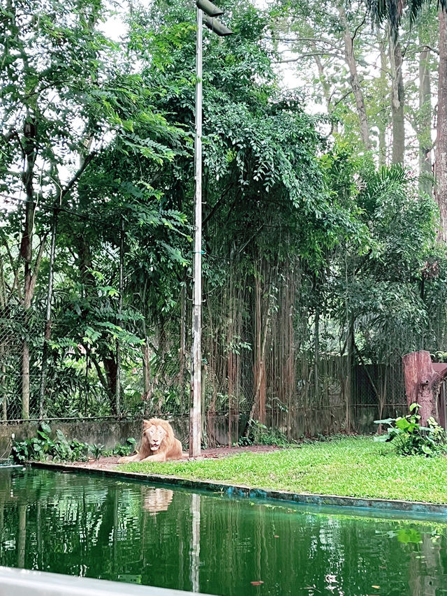 Explore the Wonders of Zoo Negara Malaysia – A Must-Visit This Summer with Kids!