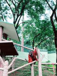 Discover the Mighty Bornean Orangutan at the Ape Centre 