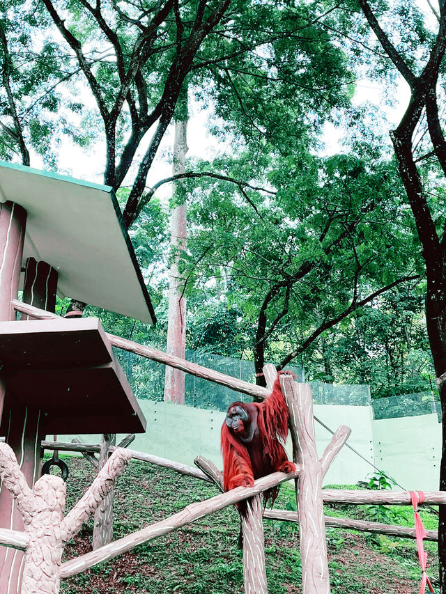Discover the Mighty Bornean Orangutan at the Ape Centre 