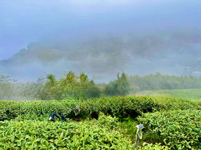 雲嘉連峰縱走巡禮～看茶園賞雲海及鐵道