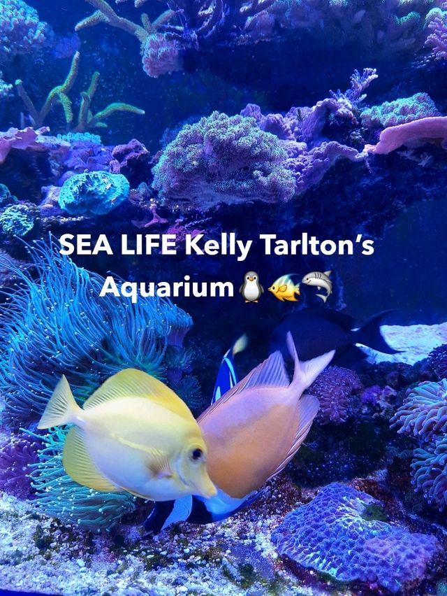 พาชม SEA LIFE Kelly Tarlton’s Aquarium, NZ🇳🇿