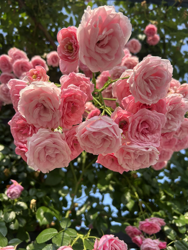 【大阪】🌸🌻万博記念公園で映えスポット巡り！太陽の塔に感動✨