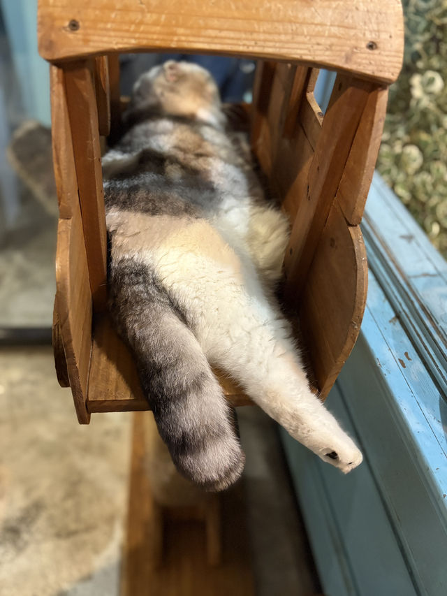 B Cat Restaurant in Phuket Old Town