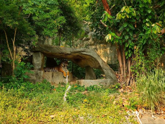 Get Wild at Khao Kheow Open Zoo