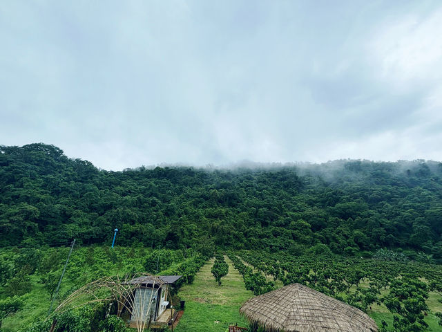 🌿☕ บ้านข้าวแฝ่ คาเฟ่กลางหุบเขา เขาใหญ่ ☕🌿