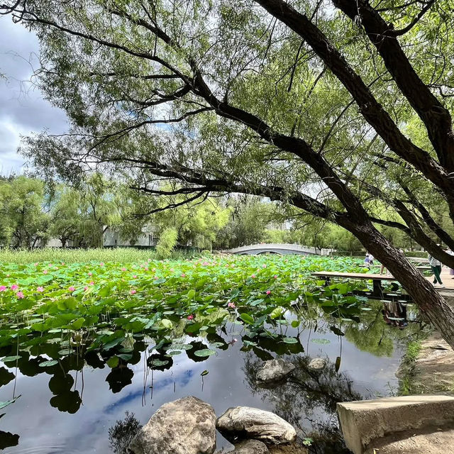  🌿 Exploring Hohhot’s Green Heart — Qingcheng Park (青城公园) 🌿