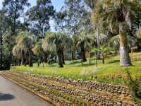 Leaf It All Behind at Batumi Botanical Garden