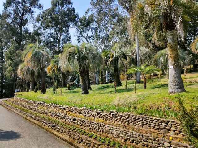 Leaf It All Behind at Batumi Botanical Garden