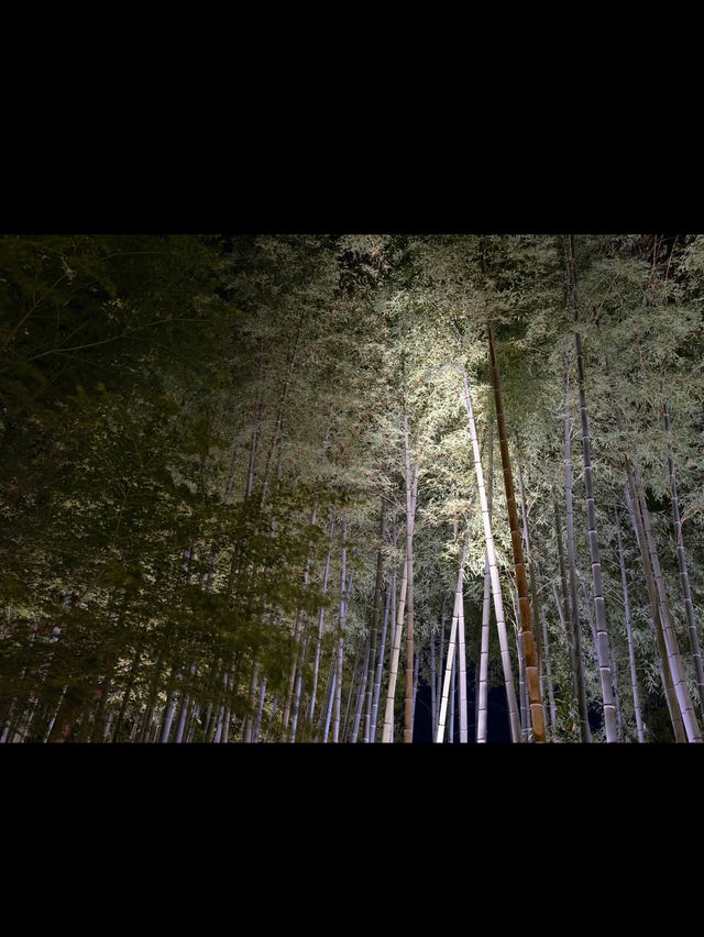 【竹林の小径】風が奏でる癒しの音🎋嵐山で心ほどけるひととき