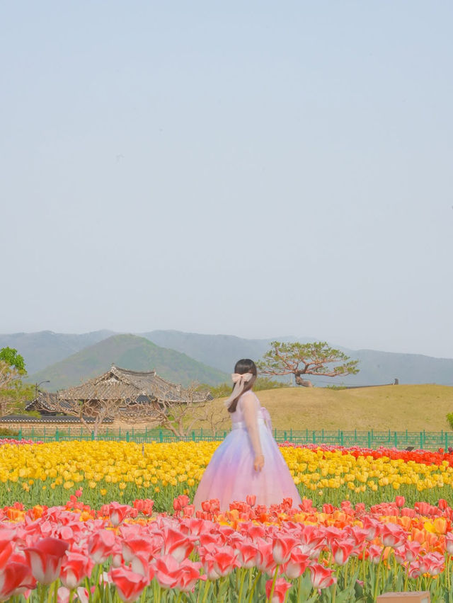 경주 겹벚꽃 보러 가셨나요? 그럼 튤립도 보셔야죠🌷❤️