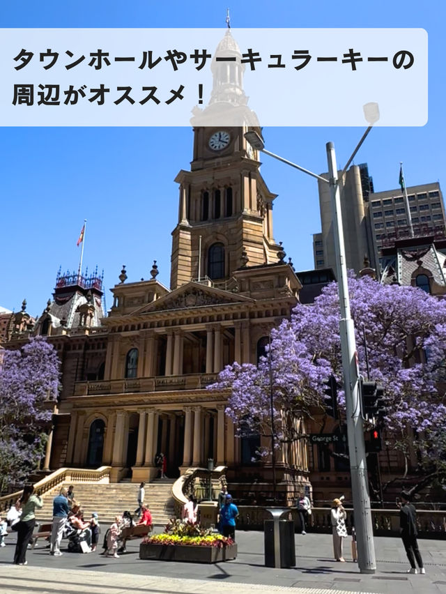 🌸春のシドニーが最高な理由