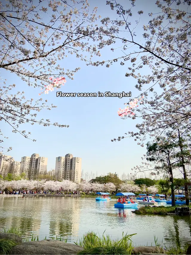 Flower Viewing Seasons in Shanghai