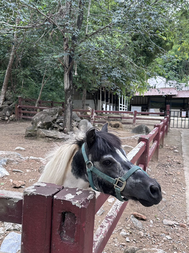 ถ่ายรูปเช็คอินสายชิล @โบนันซ่าเอ็กโซติกซู 🏕️