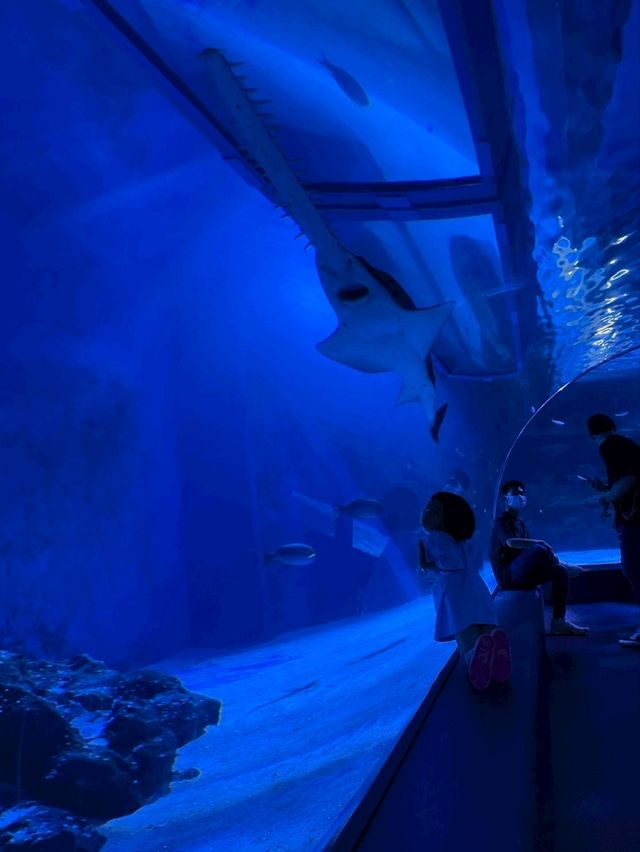 Sea Life Bangkok Ocean World จ.กรุงเทพฯ